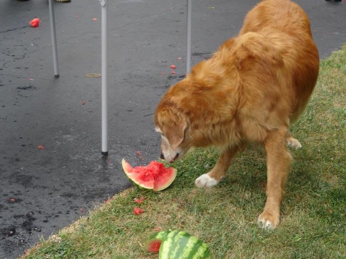 4thAnnualPauleyPicnic