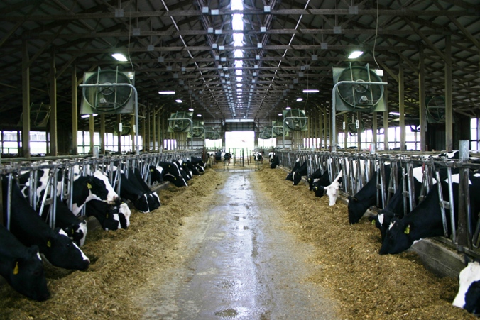 RosieFarm