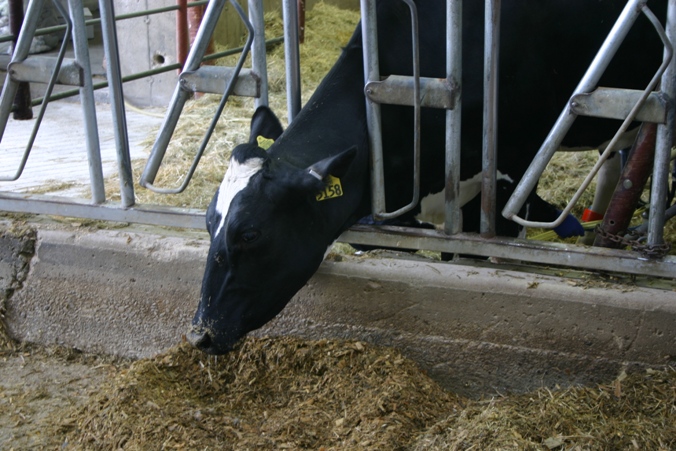 RosieFarm