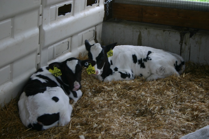 RosieFarm