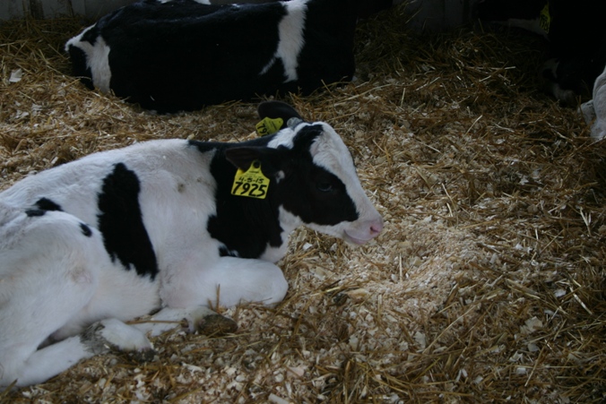 RosieFarm