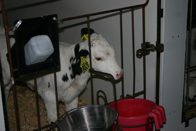 RosieFarm