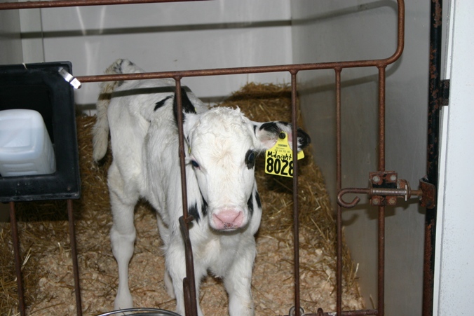 RosieFarm