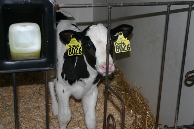 RosieFarm