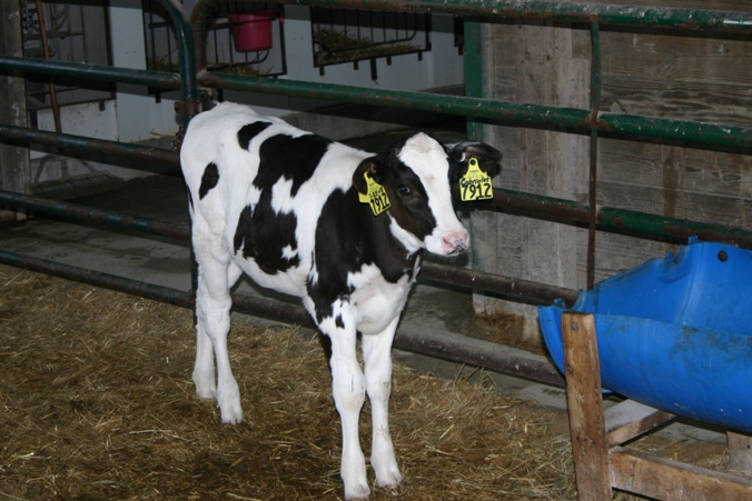 RosieFarm